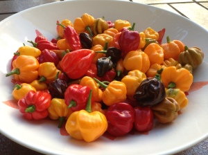 A mostly Scotch Bonnet based harvest this afternoon.